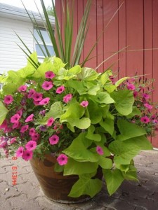Container garden