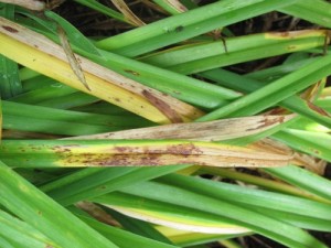 Daylily Leaf Streak 2