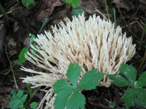 Unknown fungi