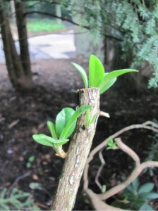 pruning results