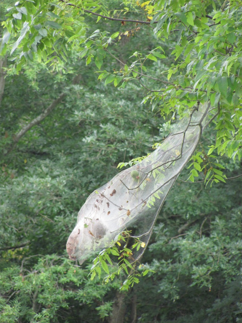 Fall Webworm | Inn At Honey Run