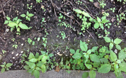Ashley’s Gardening Tips: Stopping the Weeds feat-Weeds!