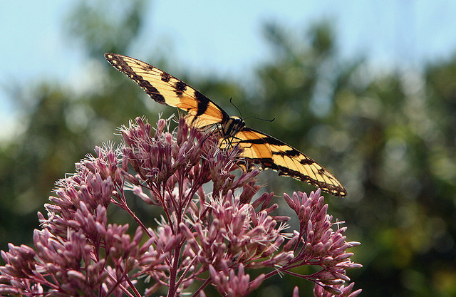 Joe Pye Weed with Swallowtail
