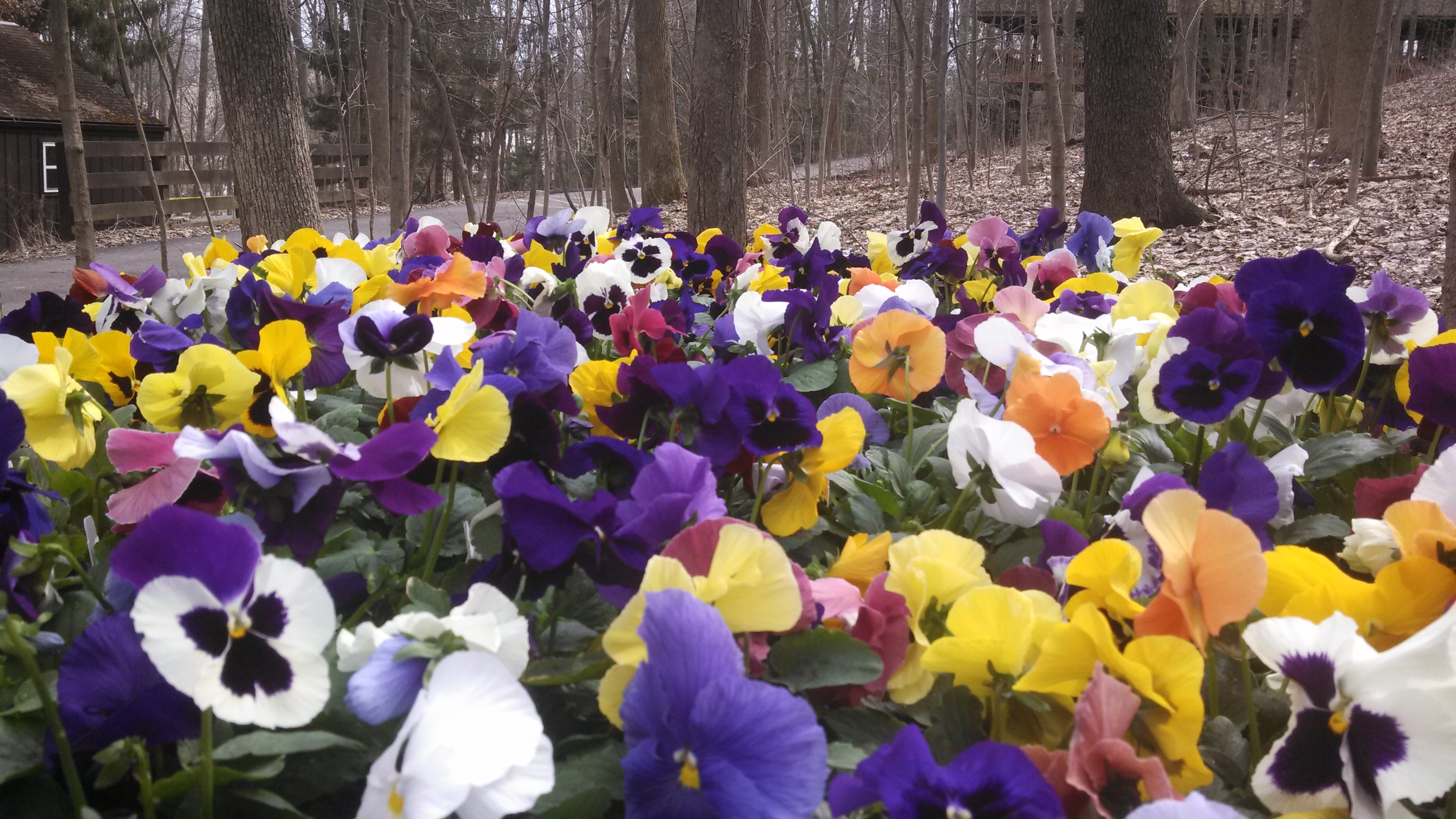 Pansy garden at Amish Country Hotel