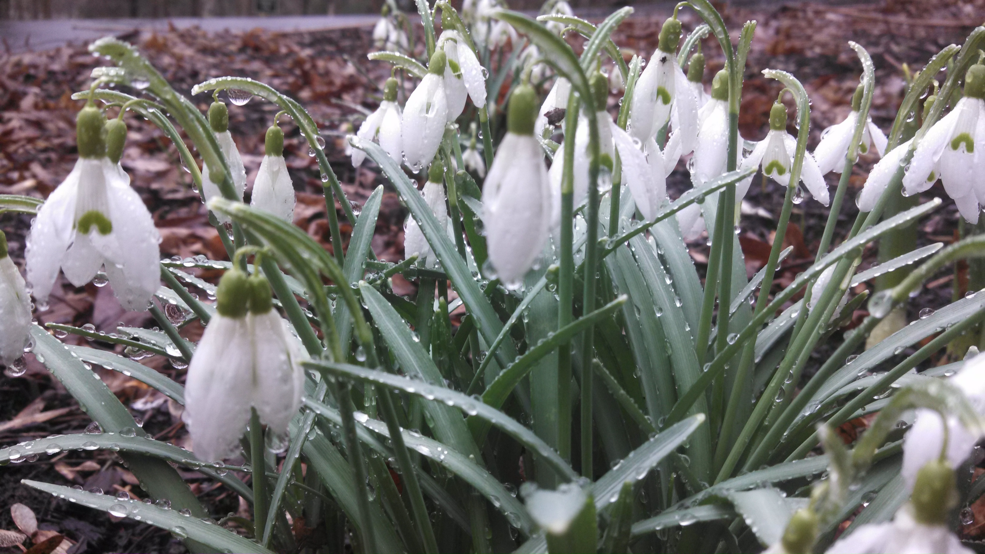 Snowdrops with rain drops in spring