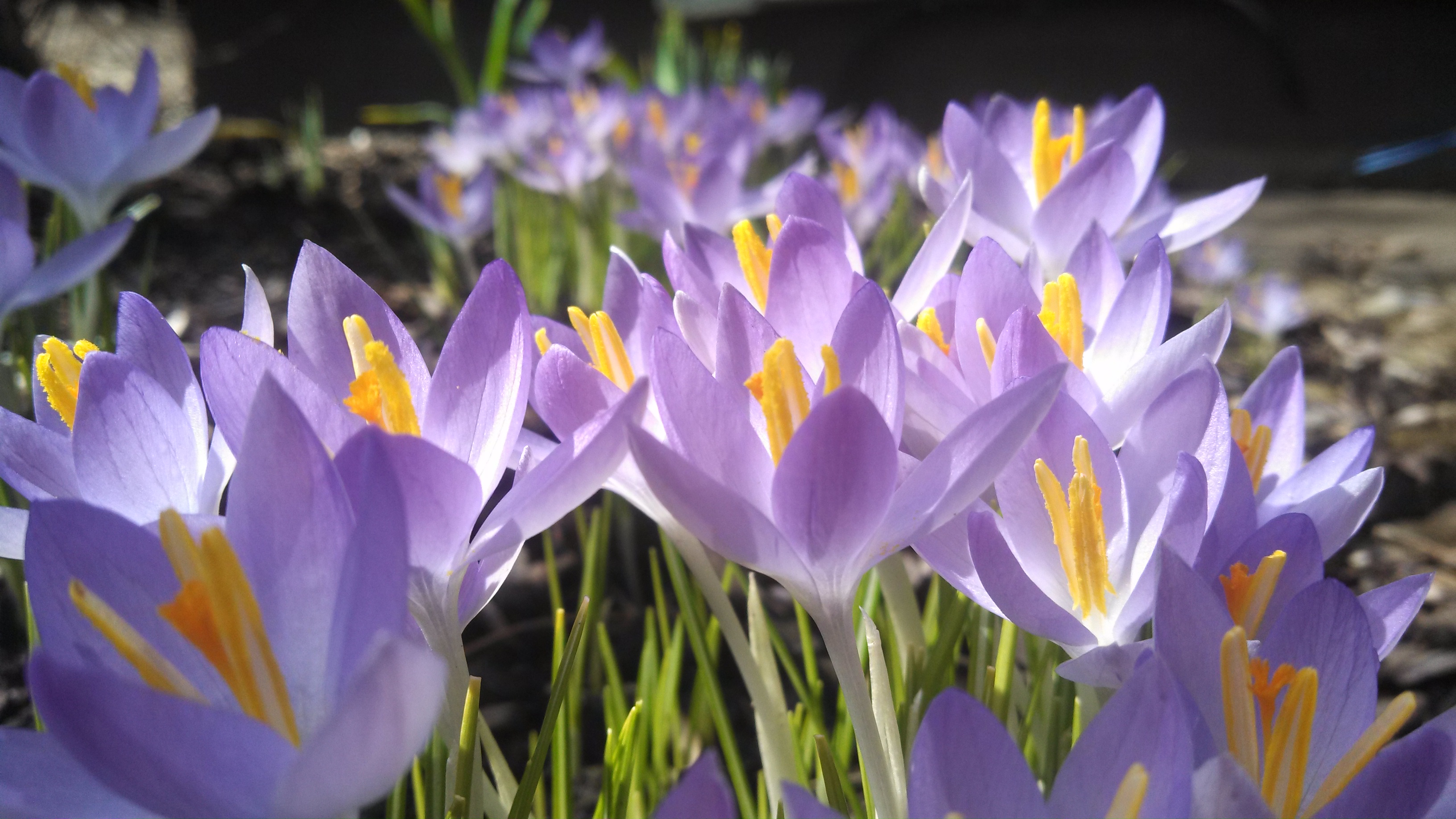 Spring Crocuses in sunlight, Amish Country hotel garden