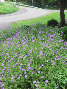 Flowering Groundcover can stop weeds