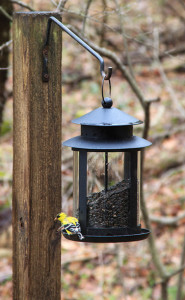 Bird at a bird feeder in Ohio