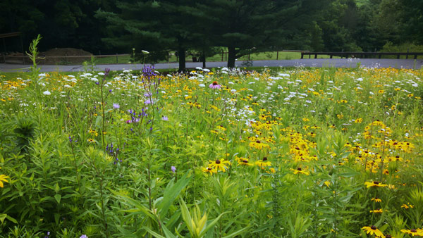 native-short-grass-meadow