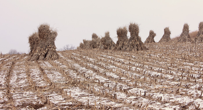 Cornstalks in Winter in Amish Country 