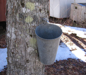 maple syrup bucket (public domain)