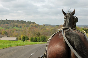 Ohio Amish Buggy Ride